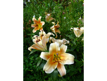 ���� ��������� Vasilleasa