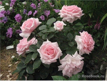 Helena ������ 2,95 ����.jpg