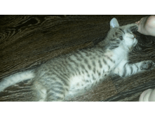 Screenshot 2016-11-13-22-47-49.png