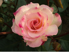 Charles Aznavour ����� ������� 2,95 ����.jpg