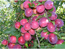 ����� �������-410�.jpg