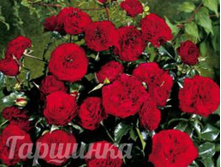 Feuerland 2,95 ����.jpg