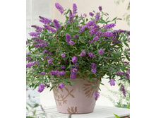 251���. ������� ������ ����� ���� ���16.jpg