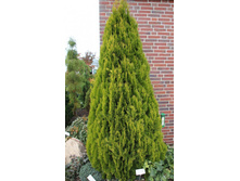 ��� Golden Minaret 25-30cm C3-11,57