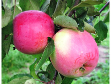 ������ ���������� (������)-260�.jpg