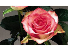 N-Joy �-���� 2,95 ����.jpg