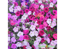 �.������� ���������� ������ ����� ���. ����.jpeg