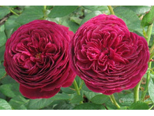 Alain Souchon 2,95 ����.jpg