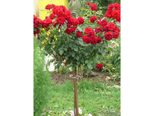 Nicolo Paganini 19.25 ����.jpg