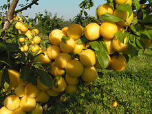 ����� ������� �����-����������-410�