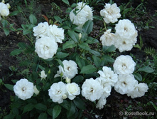 Diadem White ������ ���� 2,95 ����.jpg