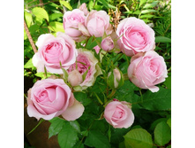 Mini Eden ���� ���� 2,95 ����.jpg