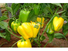 ����� ������� F1 5�� ������� 42,40 ���. [���.11000194]