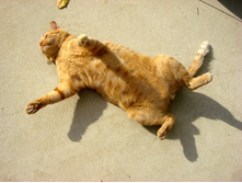 � �� �������� ���� ...