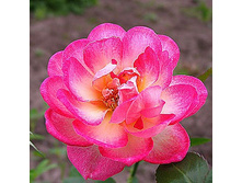 Sweet Simphony ���� ������� 2,95 ����.jpg