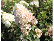 Pan. Sundea Fraise - 3,54