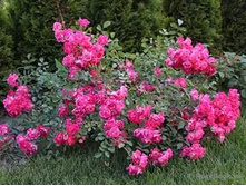 Fuxia ������ 2,95 ����.jpg