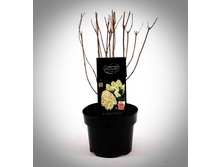 Living Magical Candle C2���.jpg