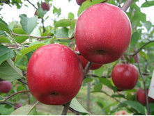 ������ �������� (��������) (�������)-180�.jpg