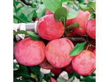 ����� �������� ����-420�.jpg