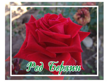 Red Berlin ��� ������ 2,95 ����.jpg