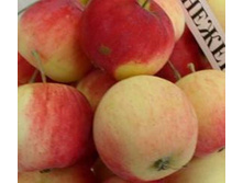 ������ ������� (������)-260�.jpg