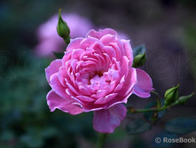 Pink Poodle ���� ���� 2,95 ����.jpg