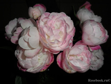 Mini Boka ���� ���� 2,95 ����.jpg