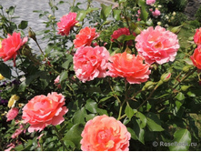 Jean Cocteau 19.25 ����.jpg