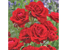 Lilli Marlen ���� ������ 2,95 ����.jpg