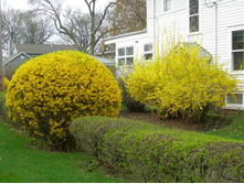 �������� (Forsythia X intermedia) 3,20 ����.jpg