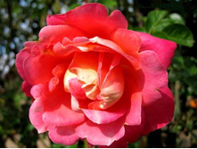 Decor ����� 2,95 ����.jpg