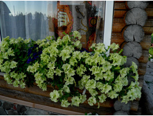 ������� ��������� ���� ���� ����� 46,20 ���.[���.3004935]