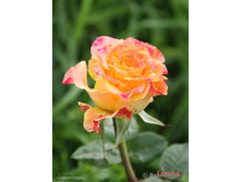 Sunita ������ 2,95 ����.jpg