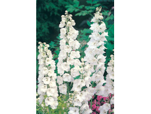 ���������� ������� 0,1� ��� ��� �.� 13,50 ���.[���.3003087]