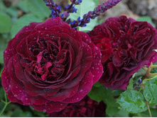 ������� ��� (�)