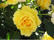 Friesia 19.25 ����.jpg