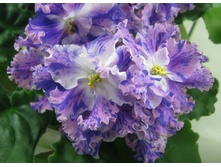 ��-���������� ������(���� ����)