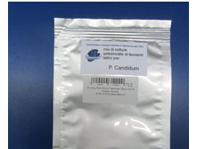 ������� Penicillium Candidum. ����� (�� 100 ������ ������).jpg