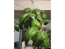 Hoya incrassata ???