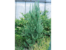 ����������� kaempferi Jakobsen's Pyramid 40-60 C5-20,70.jpg