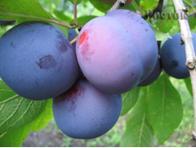 ����� �������� ������ (�������0-230�.jpg