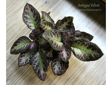 Antigue Velvet