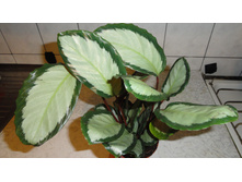 ������� �������� (Calathea picturata 'Argentea) - ��  500  ���.