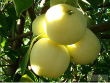 ������ ����� �����-350�