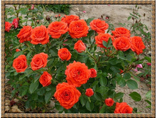 Orange Juwel 19,25 ����.jpg