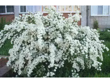 ������ �������� (Spirea vanhouttei) 3,20 ����.jpg