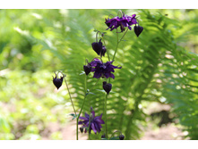 ��������� ���������� (��� ����)