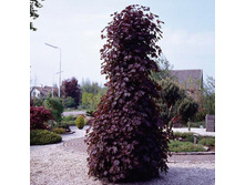 1290���. �̣� ������������ ������� ������.jpg