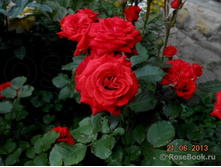 Red Diadem ��� ������ 2,95 ����.jpg